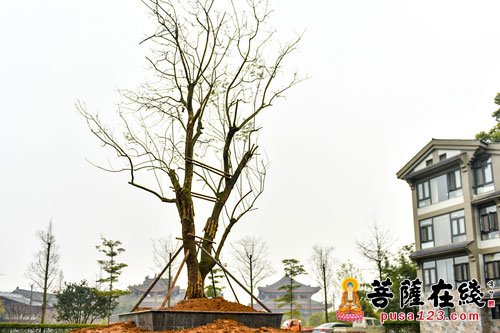 峨眉山-建设生态文明 峨眉山佛子为名山植树添绿