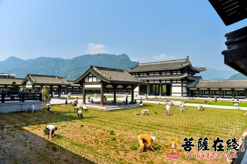 峨眉山-永寿大和尚带领峨眉山佛协部分法师赴柳江光明寺秧田插秧