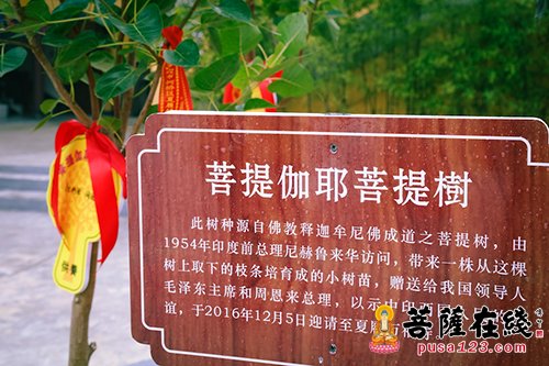 绍兴夏履万福寺迎请印度菩提伽耶的菩提圣树