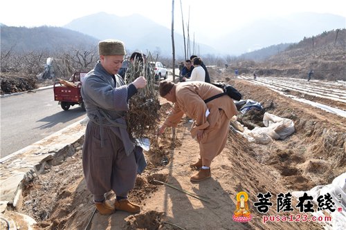 美化烟台合卢寺 悟实大和尚率千名信众植树两万多棵