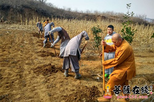 美化烟台合卢寺 悟实大和尚率千名信众植树两万多棵
