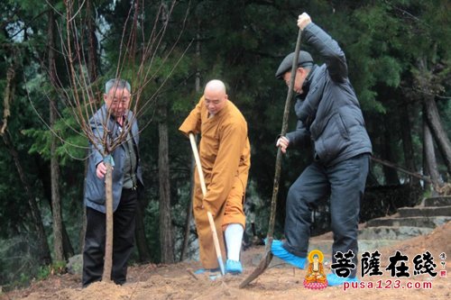 植树节-植树节 罗田县领导赴塔山清元禅寺唐梅园植树