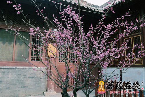 开元寺-开元寺义工团植树活动影像志