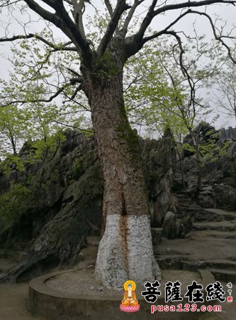 沉香-湖南省民宗委副主任曹承明一行莅临沉香寺 叮嘱安全第一