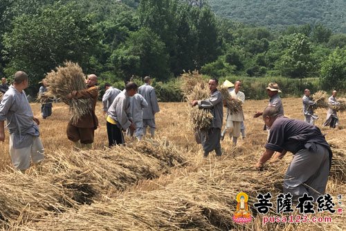 少林寺-河南少林寺众僧挥镰割麦 歇息期间秀功夫