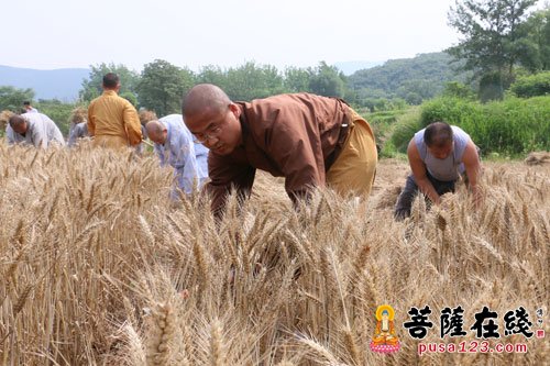 少林寺-河南少林寺众僧挥镰割麦 歇息期间秀功夫