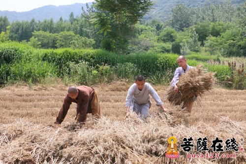 少林寺-河南少林寺众僧挥镰割麦 歇息期间秀功夫