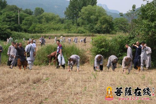少林寺-河南少林寺众僧挥镰割麦 歇息期间秀功夫
