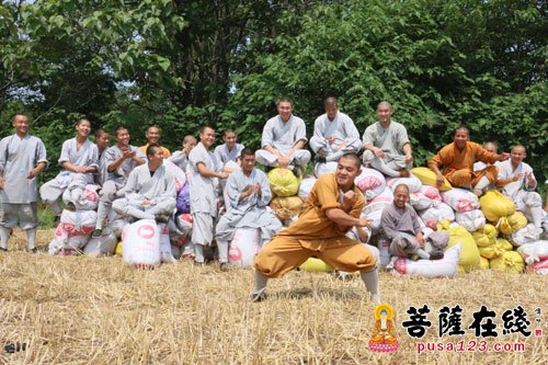 少林寺-河南少林寺众僧挥镰割麦 歇息期间秀功夫