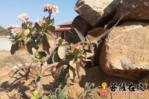 佛教-龙泉博华寺的老义工