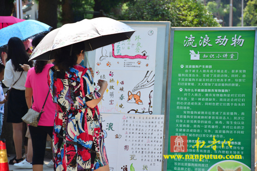 南普陀寺-南普陀寺与厦门大学绿野协会共同举办关爱流浪动物公益宣传