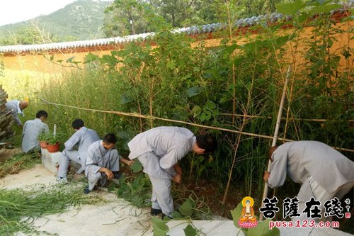 短期出家-合卢寺第三届“报答四恩·短期出家班”体验净人生活活动仍在继续