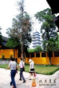扬州大明寺抢救多棵“绿色古董”
